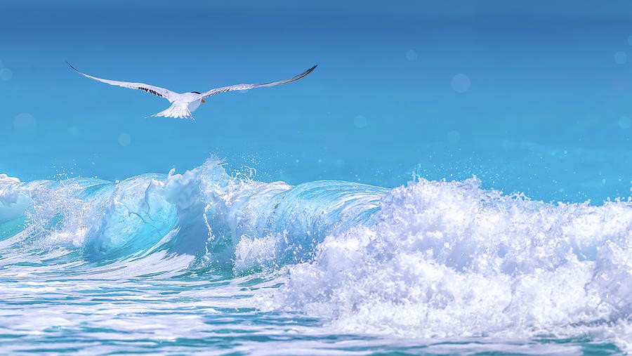 Nature Photograph - Gull In The Waves by Jonathan Ross