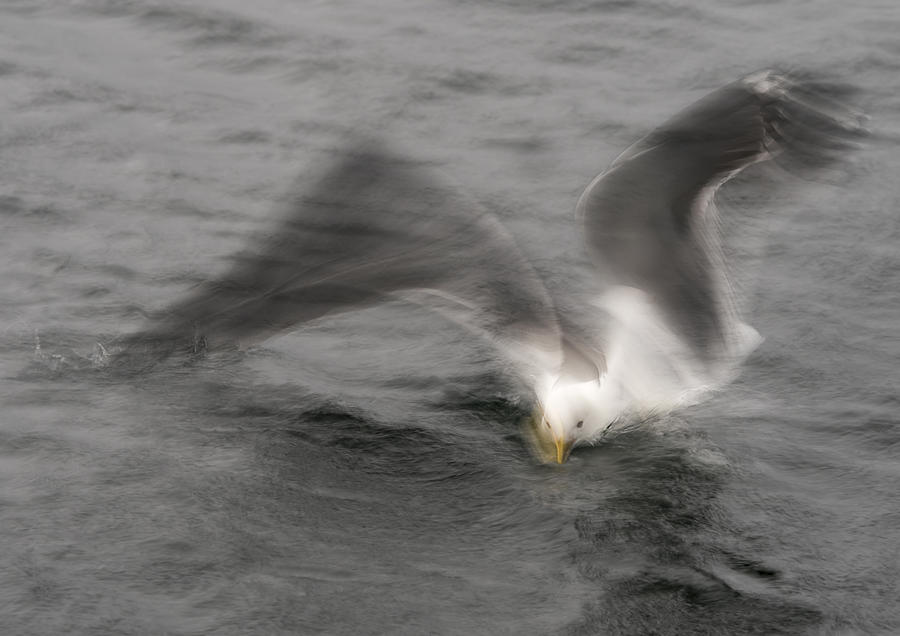 Gull Photograph by Katarina Holmstrm