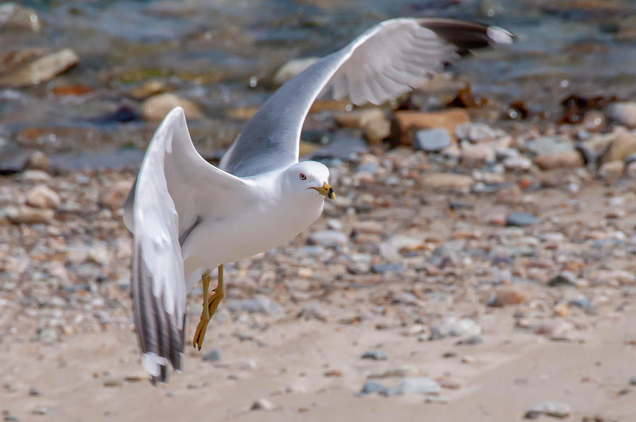 Gull Landing Photograph by Dimitris Sivyllis