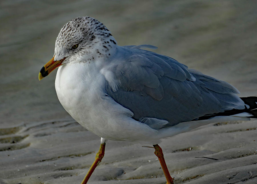 Gull on a Windy Day Photograph by Margaret Zabor