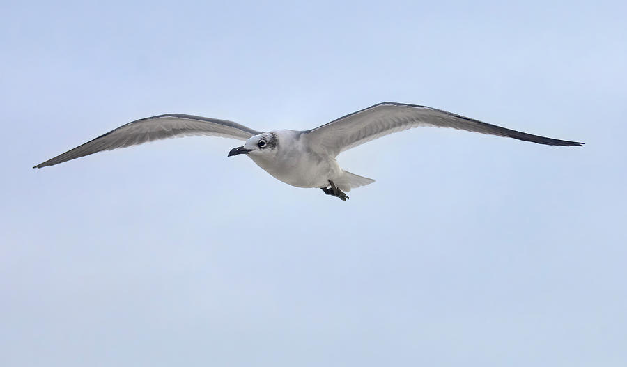 Gull on Patrol by Bill Chambers Gull on Patrol by Bill Chambers