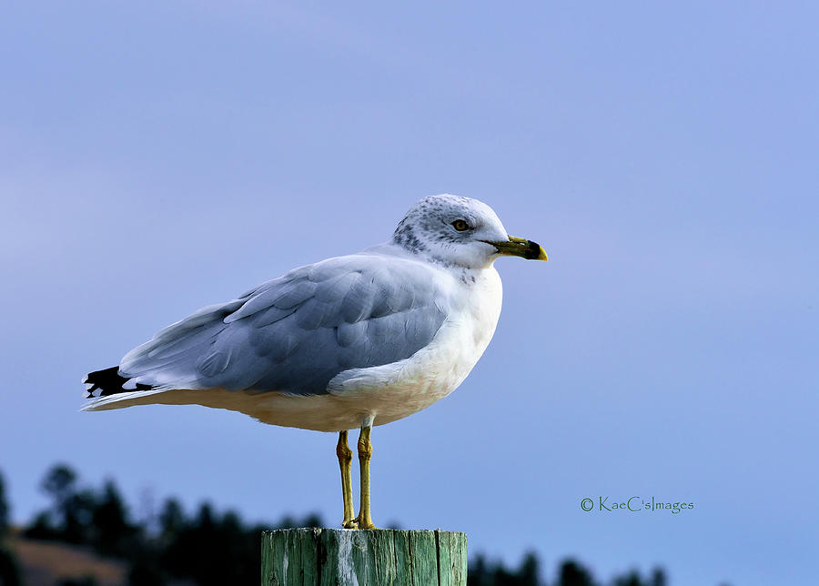 Gull on Post Photograph by Kae Cheatham