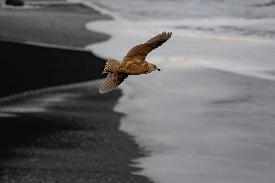 Gull Over a Black Beach Photograph by Mark Hunter