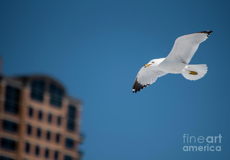 Gull over CdA Photograph by Matthew Nelson