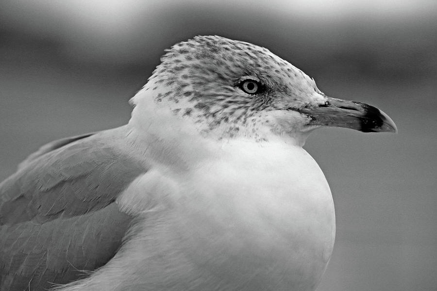 Gull Portrait 2 BW Photograph by Mary Bedy