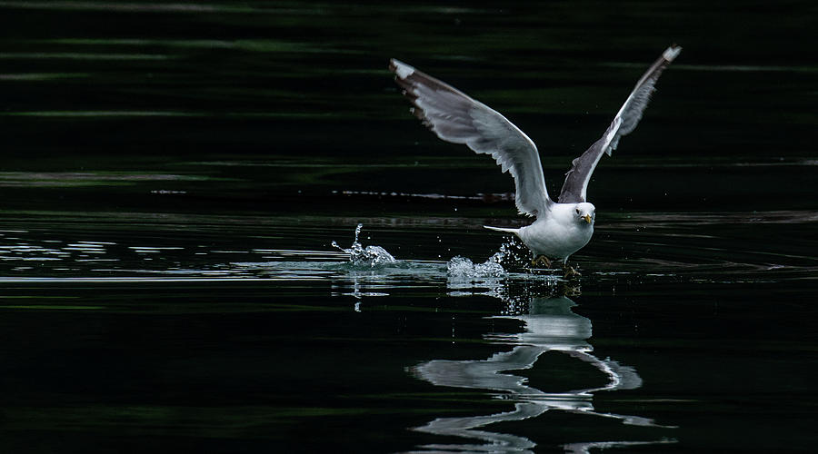Gull Reflection Photograph by Marcy Wielfaert