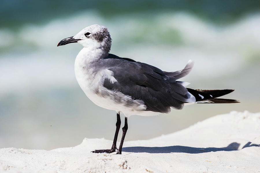 Laughing Gull Getting Some Resting On The Beach Photograph by Jordan Hill