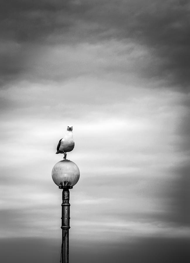 Black And White Photograph - Gull by Stathis Karapanagiotidis
