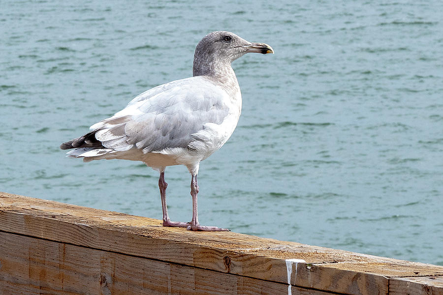 Gull Photograph by Timothy Anable