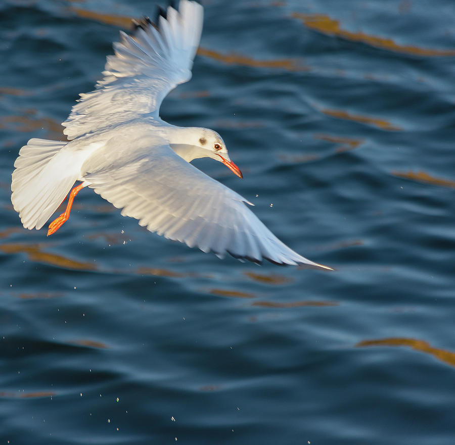 Gull wings stretched Photograph by Scott Lyons