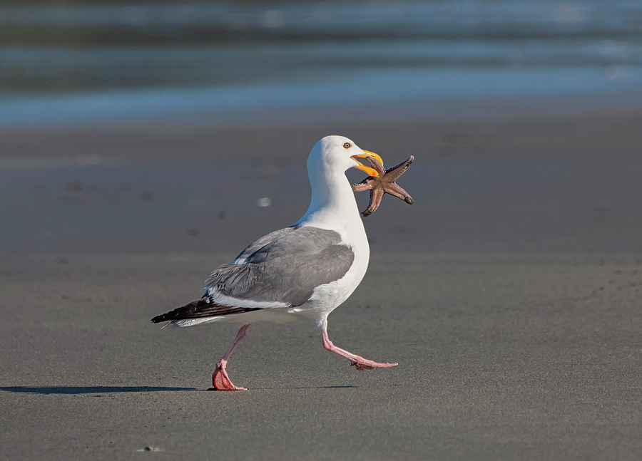 Gull with Sea Star Photograph by Loree Johnson