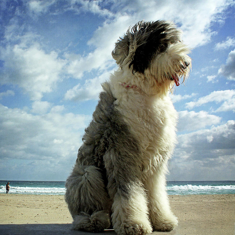 Gulliver, The Giant Dog Photograph by Calamorlanda