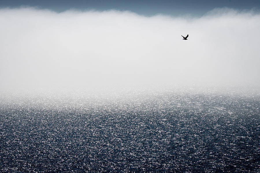 Seagull Photograph - Gulls Don\t Care For The Fog by Davor Goll
