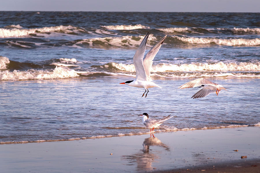 Gulls Flying And Enjoying The Beach During Sunset Photograph