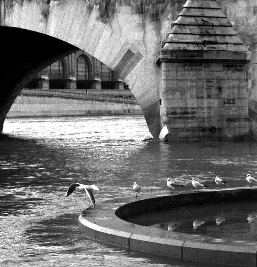Gulls Flying In Paris, France In 1994 - Photograph by Elise Hardy