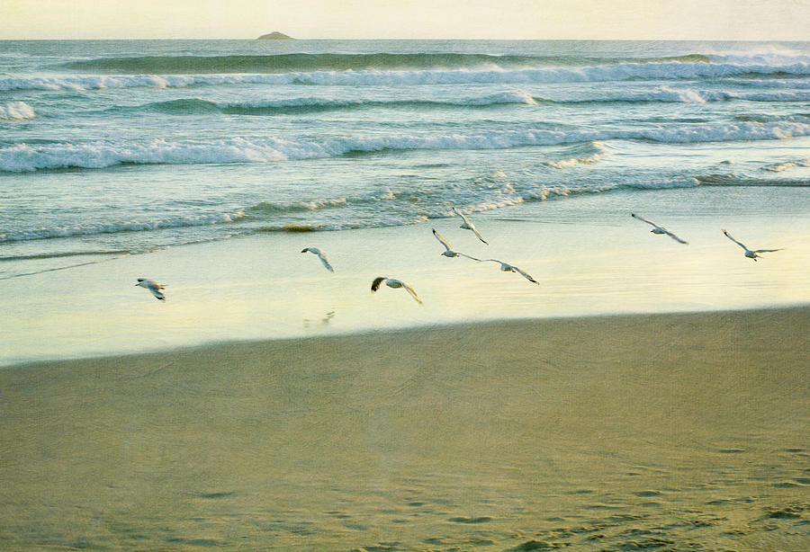 Nature Photograph - Gulls Flying by Jill Ferry