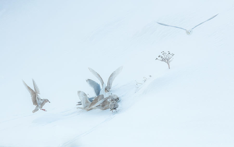 Winter Photograph - Gulls In Hi-key by Kimberly