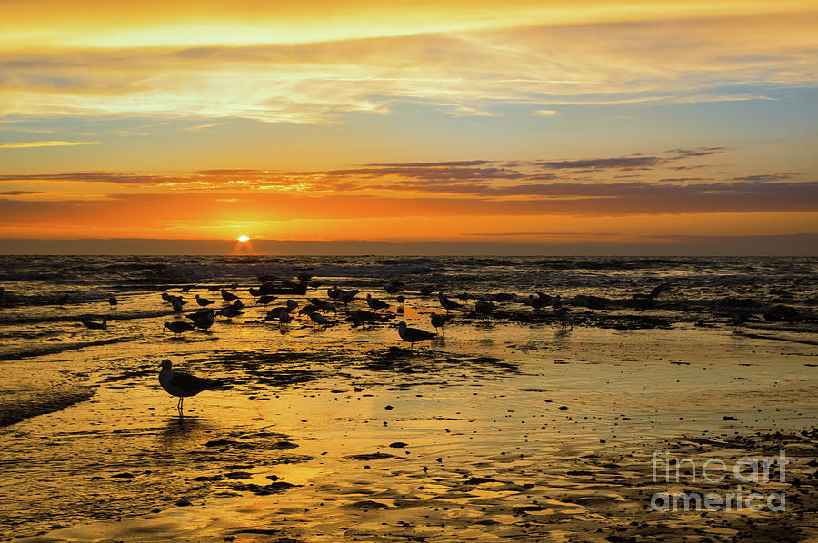 Gulls in the sunset by Angela Doelling AD DESIGN Photo and PhotoArt Gulls in the sunset by Angela Doelling AD DESIGN Photo and PhotoArt