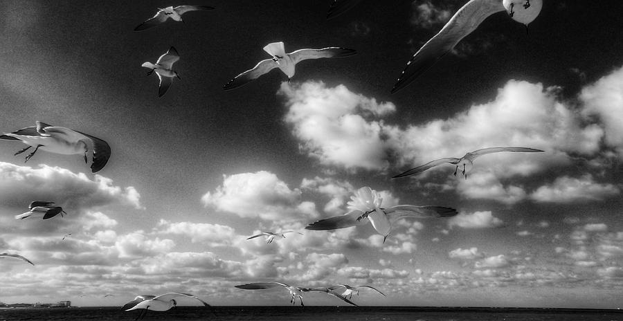 Gulls Photograph by Jeffrey PERKINS