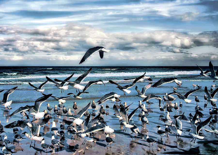 Gulls Photograph by Jim Hill
