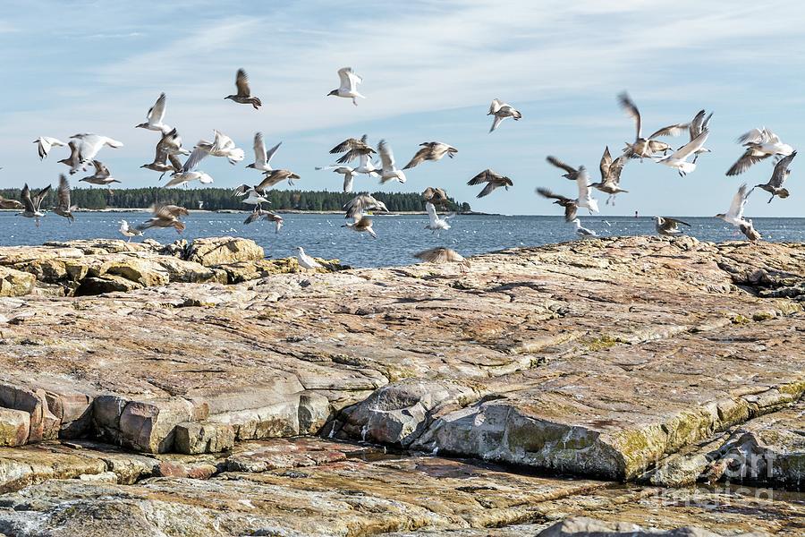 Gulls Photograph by Karin Pinkham