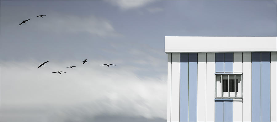 Gulls Photograph - Gulls Loft by Gilbert Claes