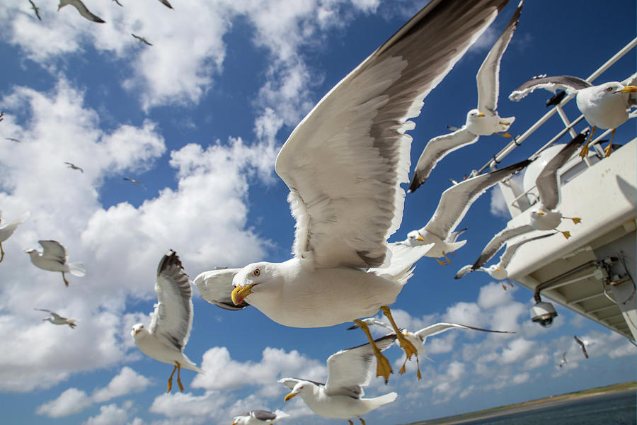 Seagull Digital Art - Gulls On A Ferry, Netherlands by Andrea Armellin