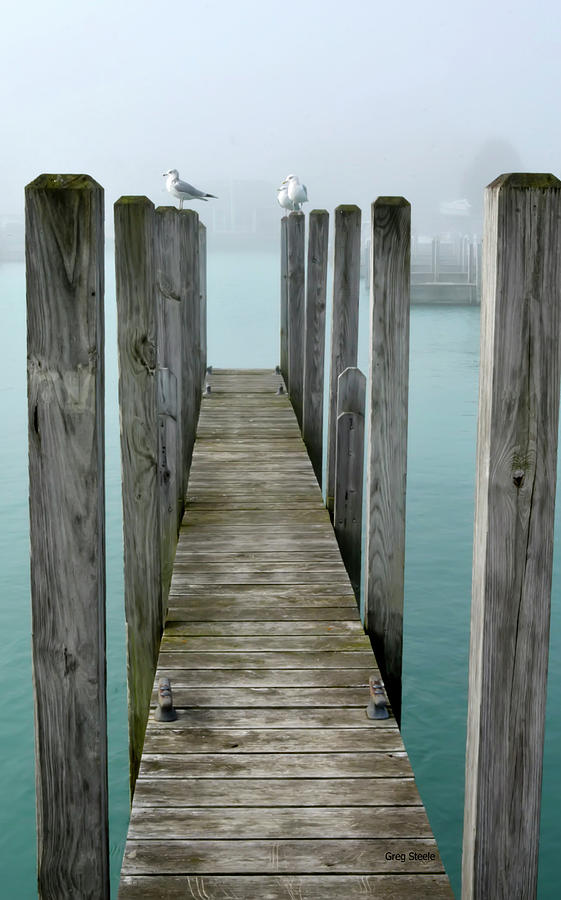 Gulls on Dock Photograph by Greg Steele - Fine Art America