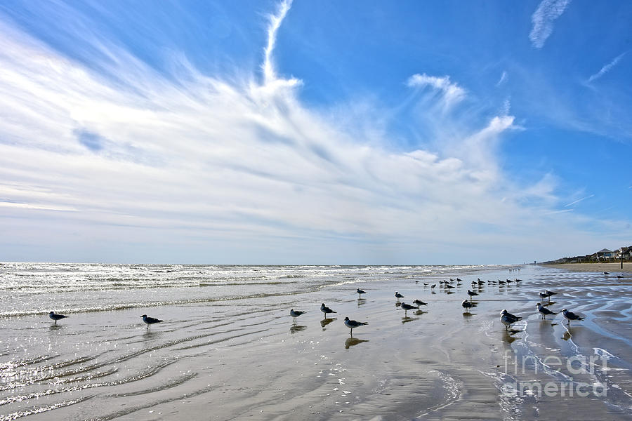 Gulls On Galveston Island Beach, Texas Photograph