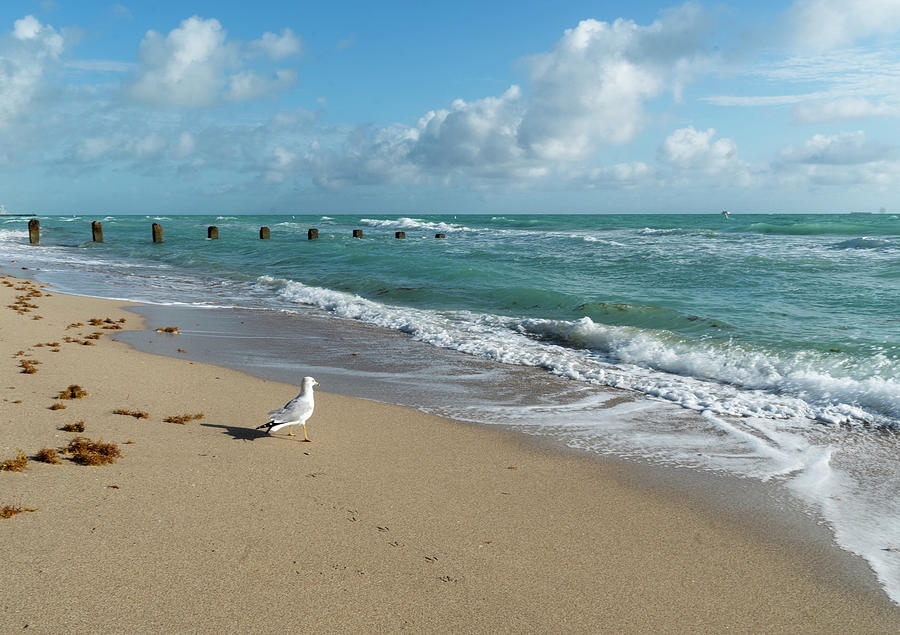 Gulls on the Beach Digital Art by Susan Stone