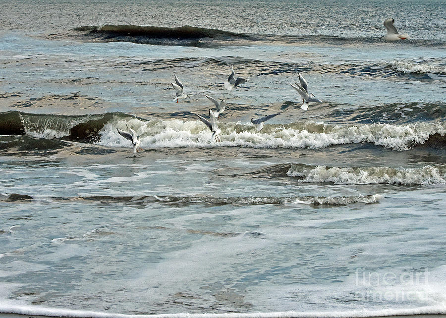 Gulls On The Ocean No.2 Photograph by Lydia Holly
