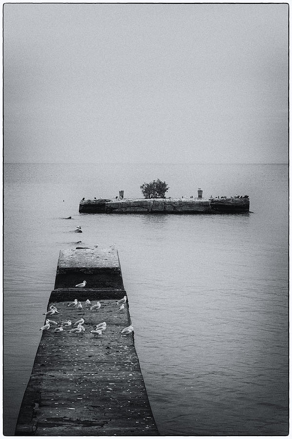 Gulls on the Pier Photograph by Guy Whiteley