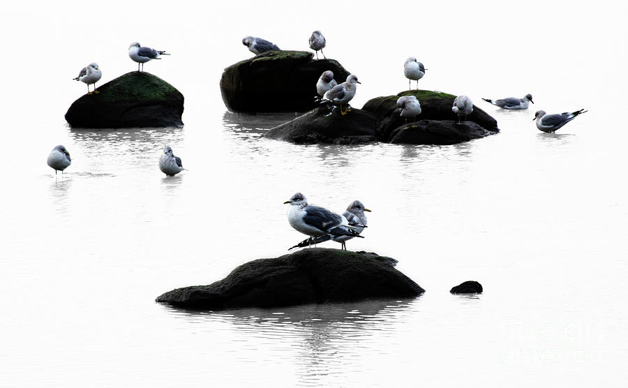 Gulls On The Rocks Photograph by Bob Christopher