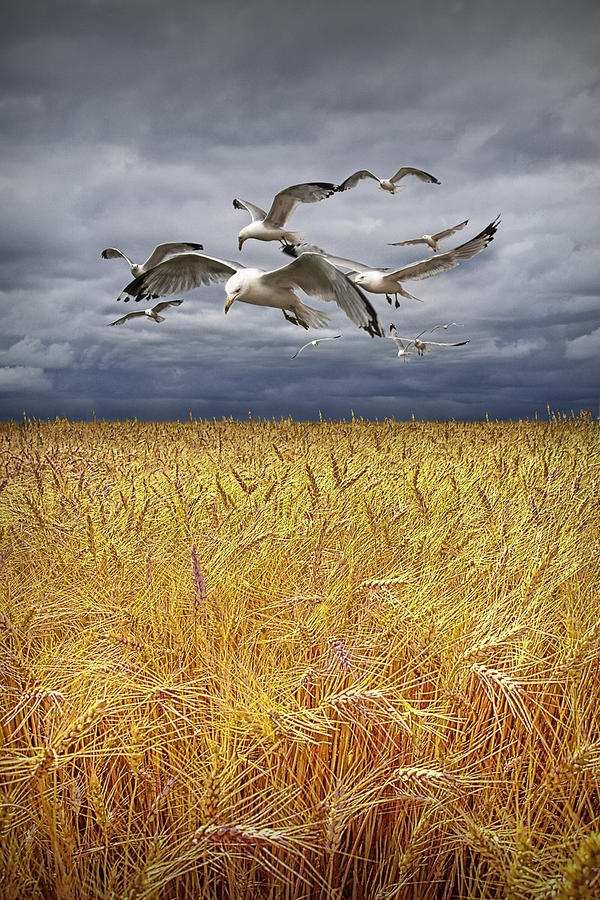 Gulls Over A Wheat Field Photograph by Randall Nyhof
