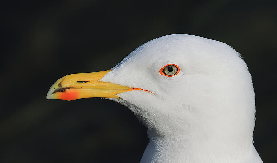 Gull\s Portrait Photograph by Simun Ascic