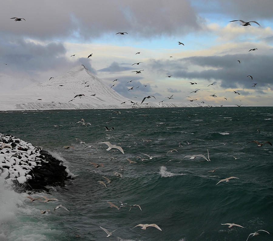 Gulls Photograph by Sverrir Thorolfsson Iceland