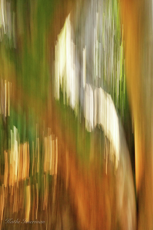 Gumbo Limbo Abstract Photograph by Kathi Isserman