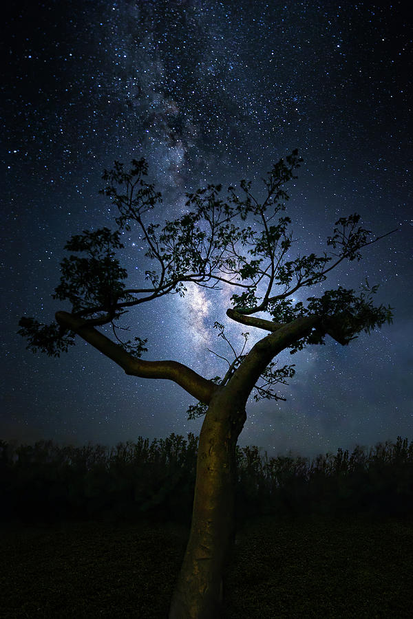 Gumbo Limbo Milky Way Photograph by Mark Andrew Thomas