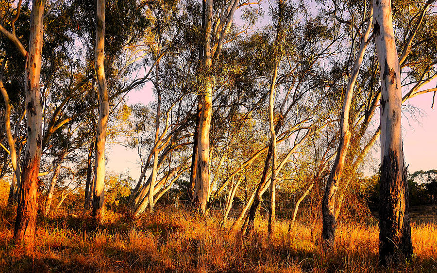 Gums on the Murray Photograph by Lexa Harpell