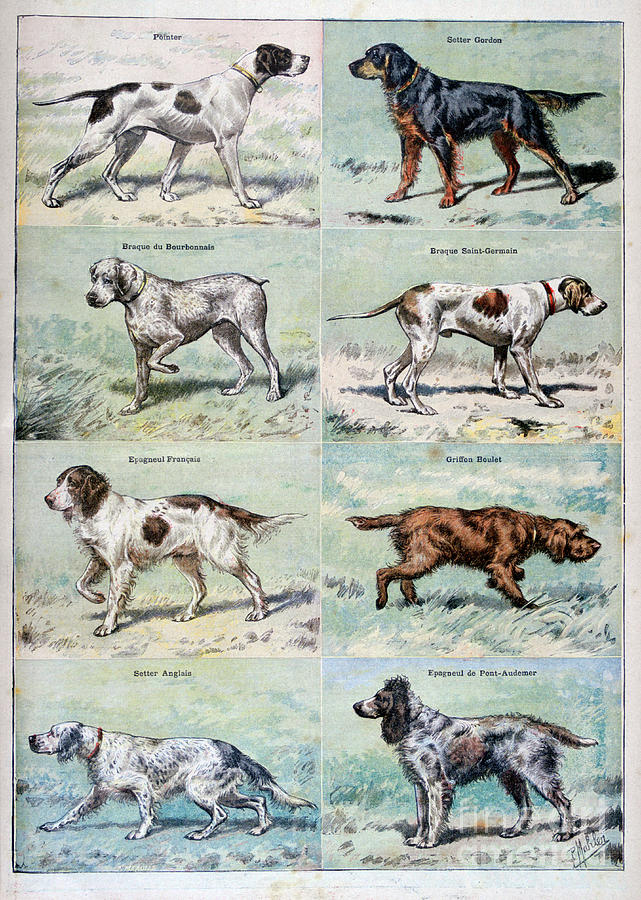Gun Dogs, 1897. Artist P Mahler Drawing by Print Collector