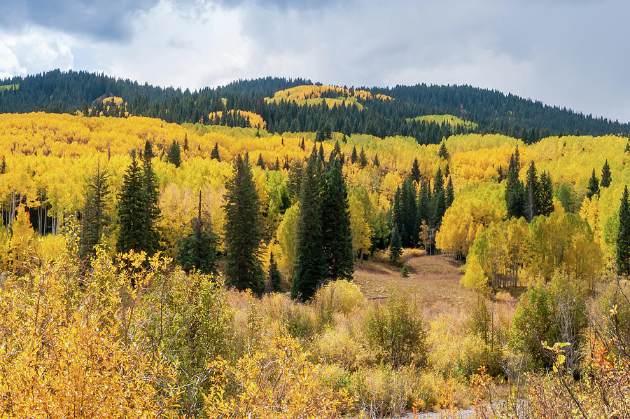 Gunnison National Forest In Fall Photograph by John Bartelt - Fine Art ...