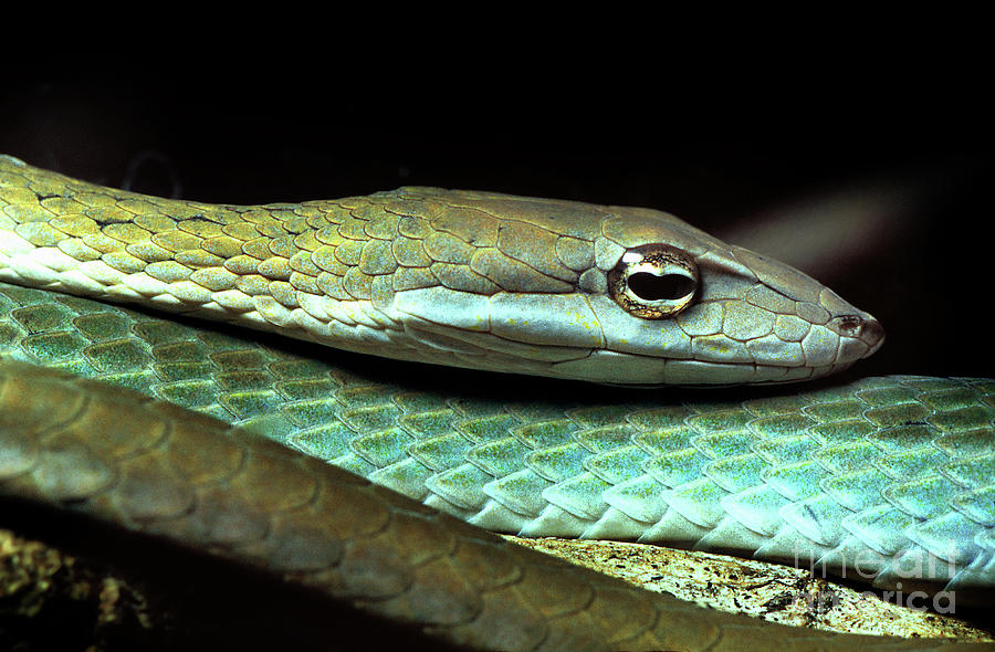 Gunthers Whip Snake, or Burmese Vine Snake, Ahaetulla fronticin Photograph by Wernher Krutein
