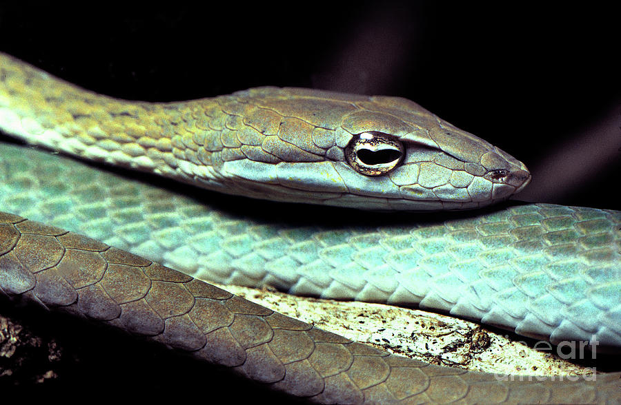 Gunthers Whip Snake Peering Eyes, Ahaetulla fronticincta Photograph by Wernher Krutein