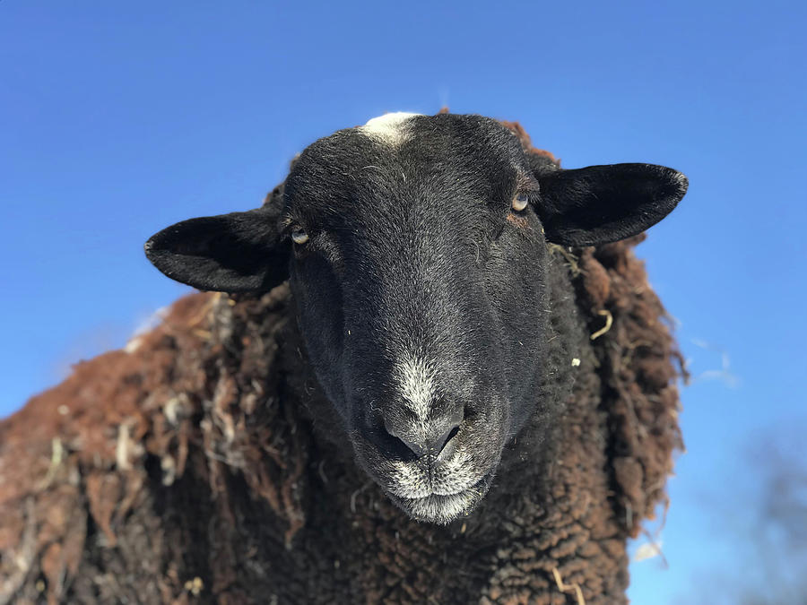 kuroma dark sheep kuroma dark sheep