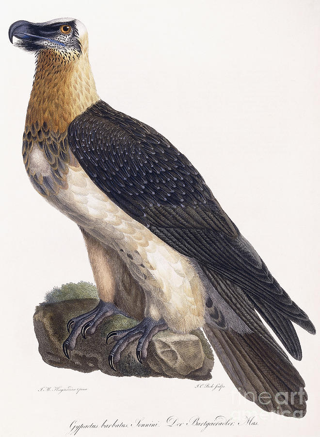 Gypaetus Barbatus Sonnini, Bearded Vulture Painting by German School