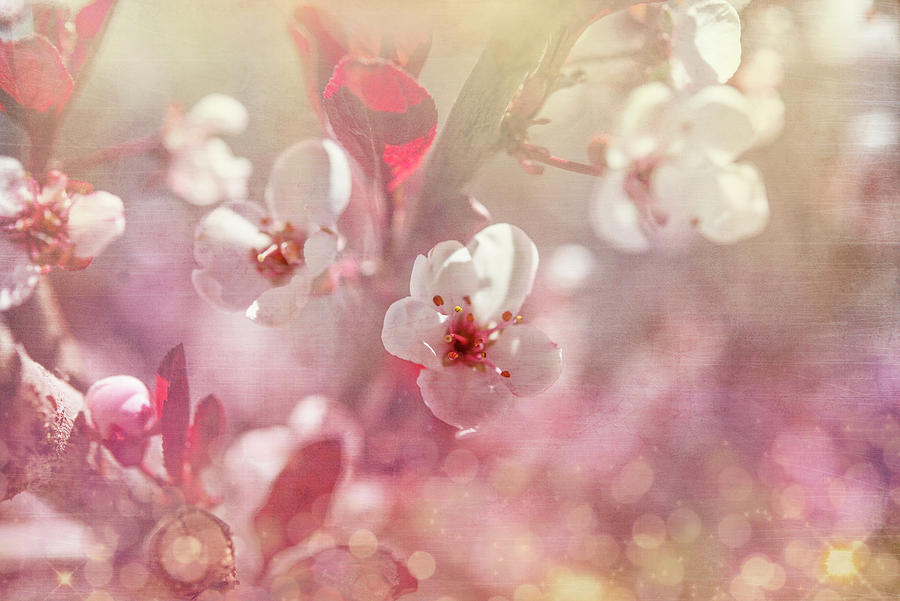 Flower Mixed Media - Gypsy Cherry 01 by Lightboxjournal
