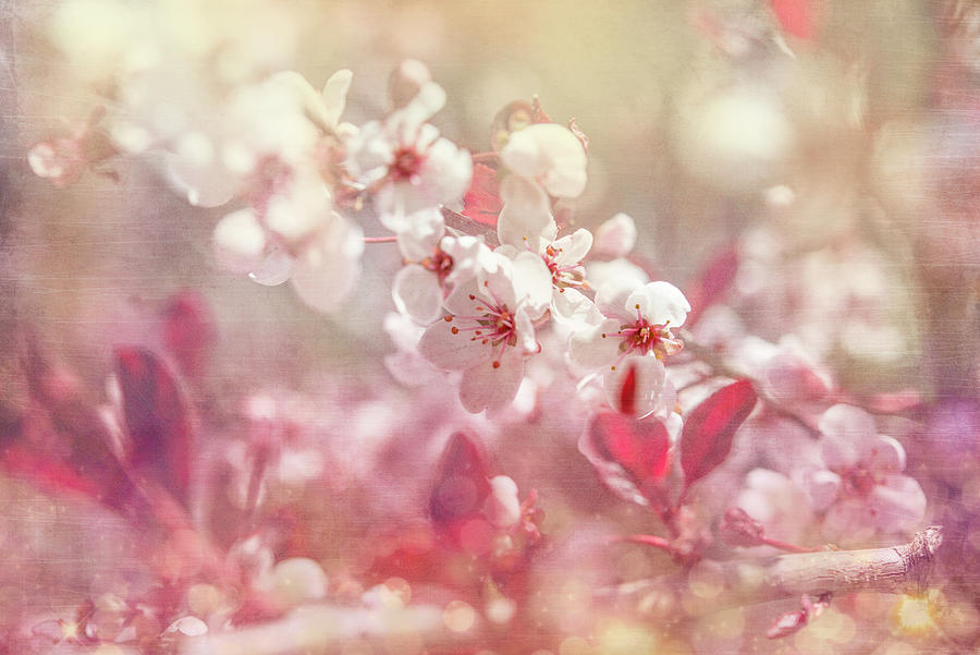 Flower Mixed Media - Gypsy Cherry 02 by Lightboxjournal