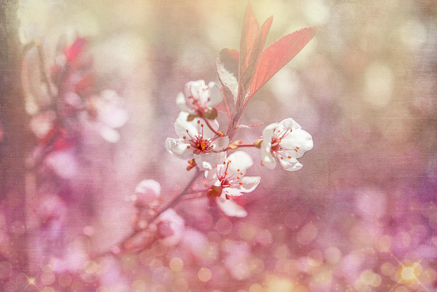 Flower Mixed Media - Gypsy Cherry 04 by Lightboxjournal