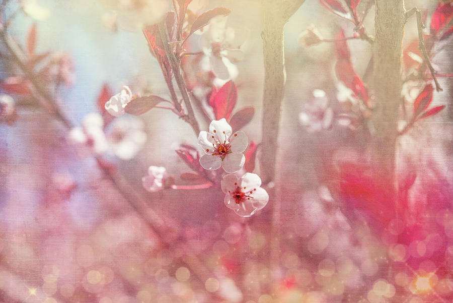 Flower Mixed Media - Gypsy Cherry 05 by Lightboxjournal
