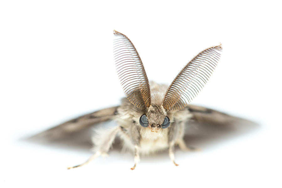 Wildlife Photograph - Gypsy Moth . De Kaaistoep Nature Reserve, Tilburg, The by Edwin Giesbers / Naturepl.com